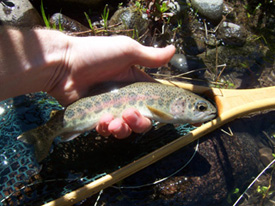 Native Trout Fly Fishing
