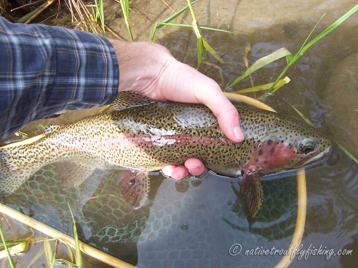 Native Trout Fly Fishing