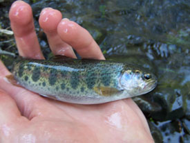 Native Trout Fly Fishing