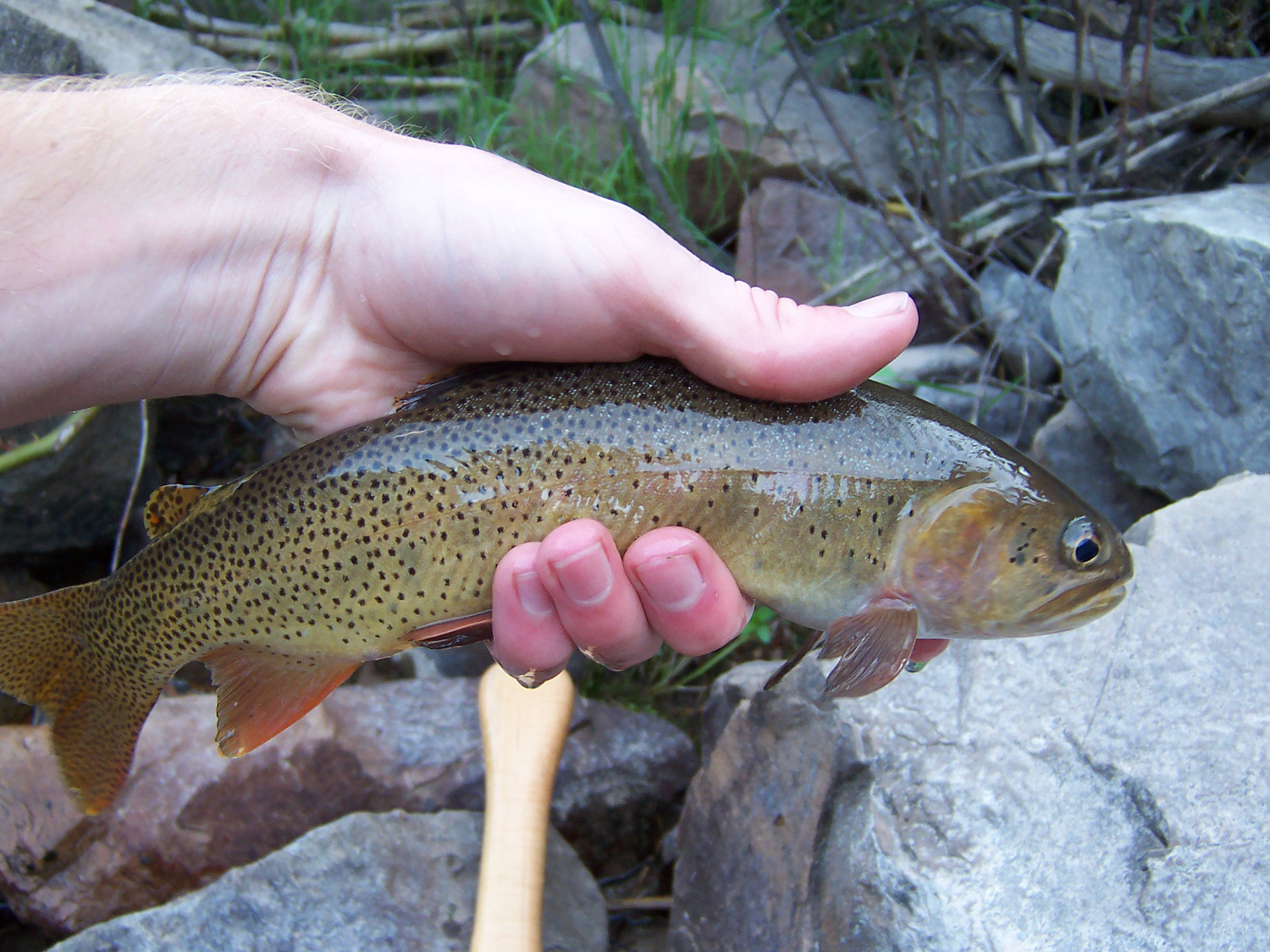 Snake River Fine-Spotted Cutthroat Trout