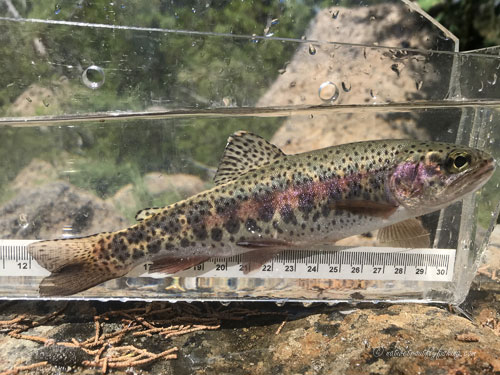 Native Trout Fly Fishing