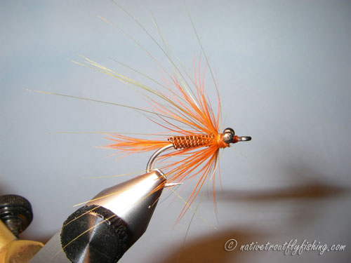 Native Trout Fly Fishing