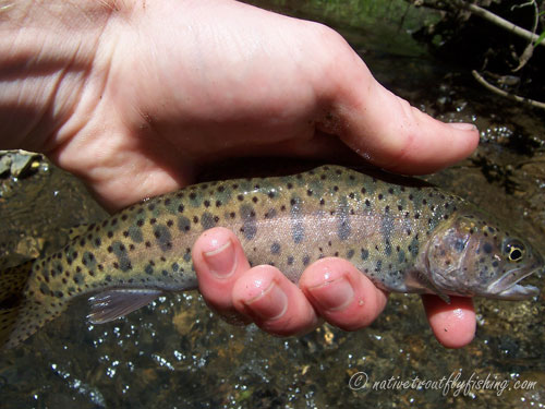 Native Trout Fly Fishing