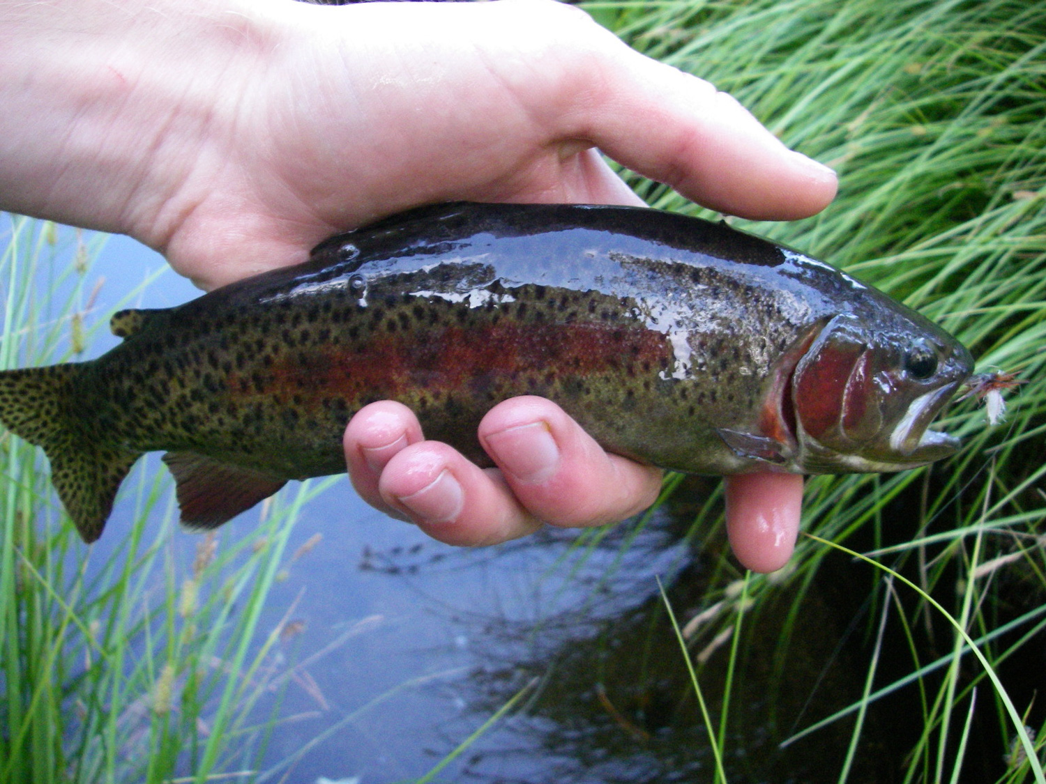 Native Trout Fly Fishing: Fly Fishing the Puget Sound