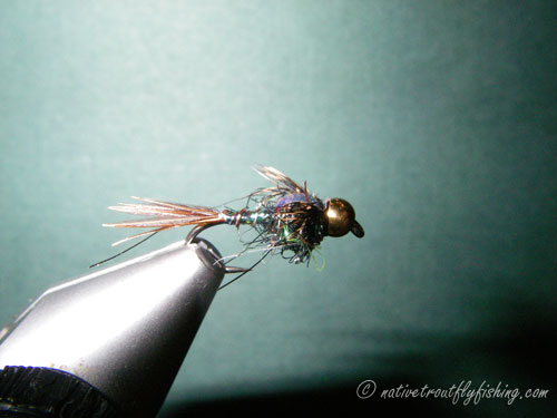 Native Trout Fly Fishing