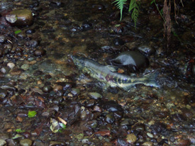 Native Trout Fly Fishing