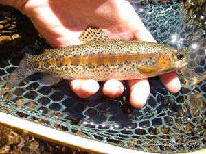 Native Trout Fly Fishing