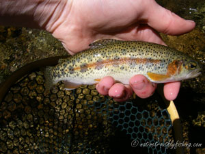 Native Trout Fly Fishing