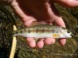 Native Trout Fly Fishing