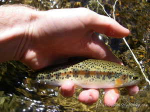 Native Trout Fly Fishing