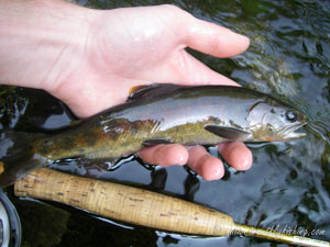 Native Trout Fly Fishing