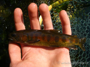 Native Trout Fly Fishing