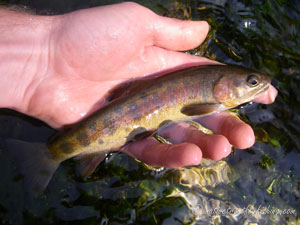 Native Trout Fly Fishing