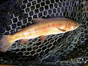 Native Trout Fly Fishing