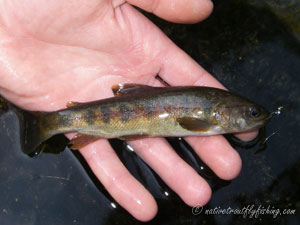 Native Trout Fly Fishing