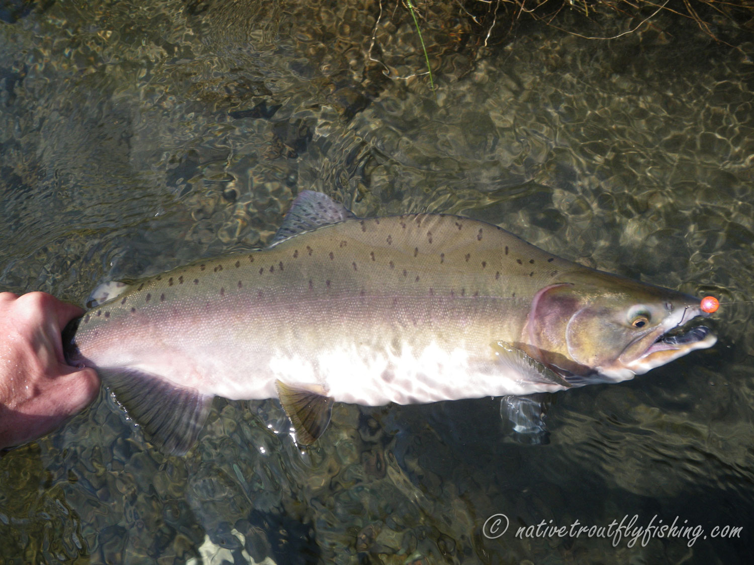 Tenkara Salmon Fishing: Washington State Pink Salmon 