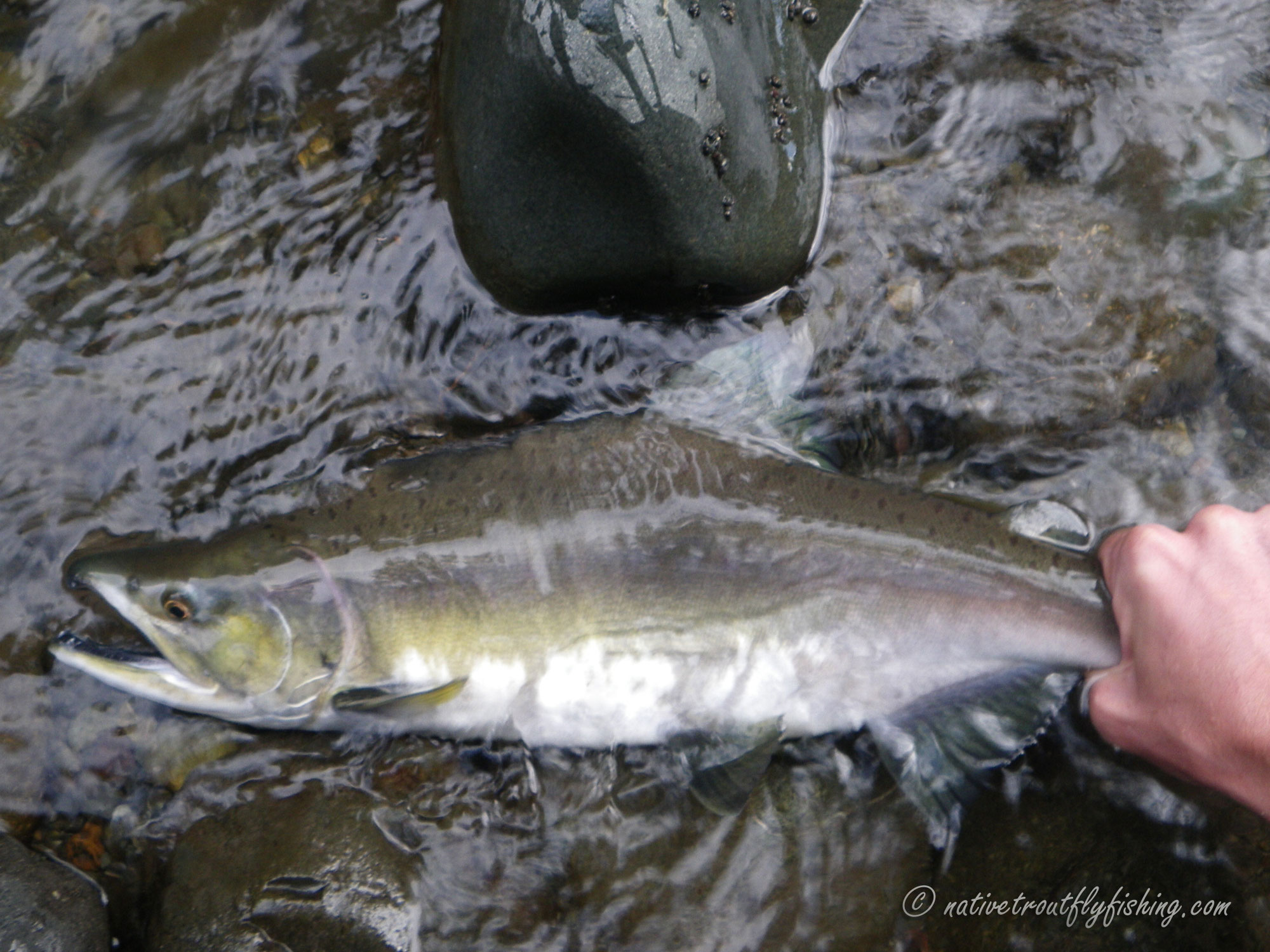 Native Trout Fly Fishing: Pink Salmon