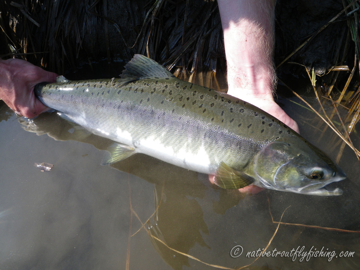 Native Trout Fly Fishing: Pink Salmon