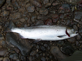 Native Trout Fly Fishing