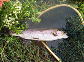 Native Trout Fly Fishing