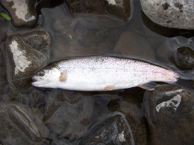 Native Trout Fly Fishing