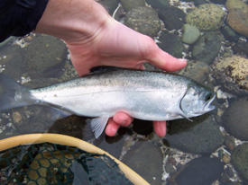 Native Trout Fly Fishing