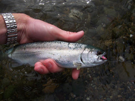 Native Trout Fly Fishing