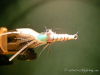 Native Trout Fly Fishing