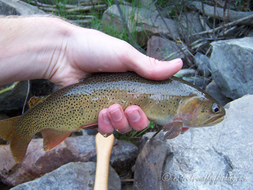 Native Trout Fly Fishing