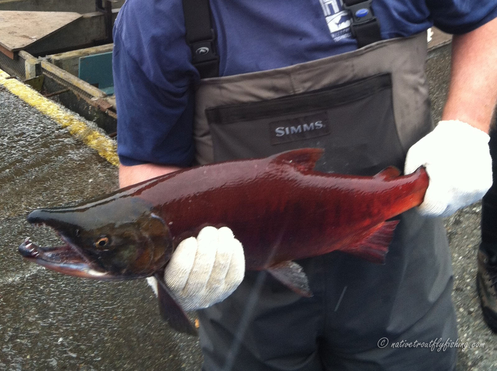 Native Trout Fly Fishing: Sockeye Salmon