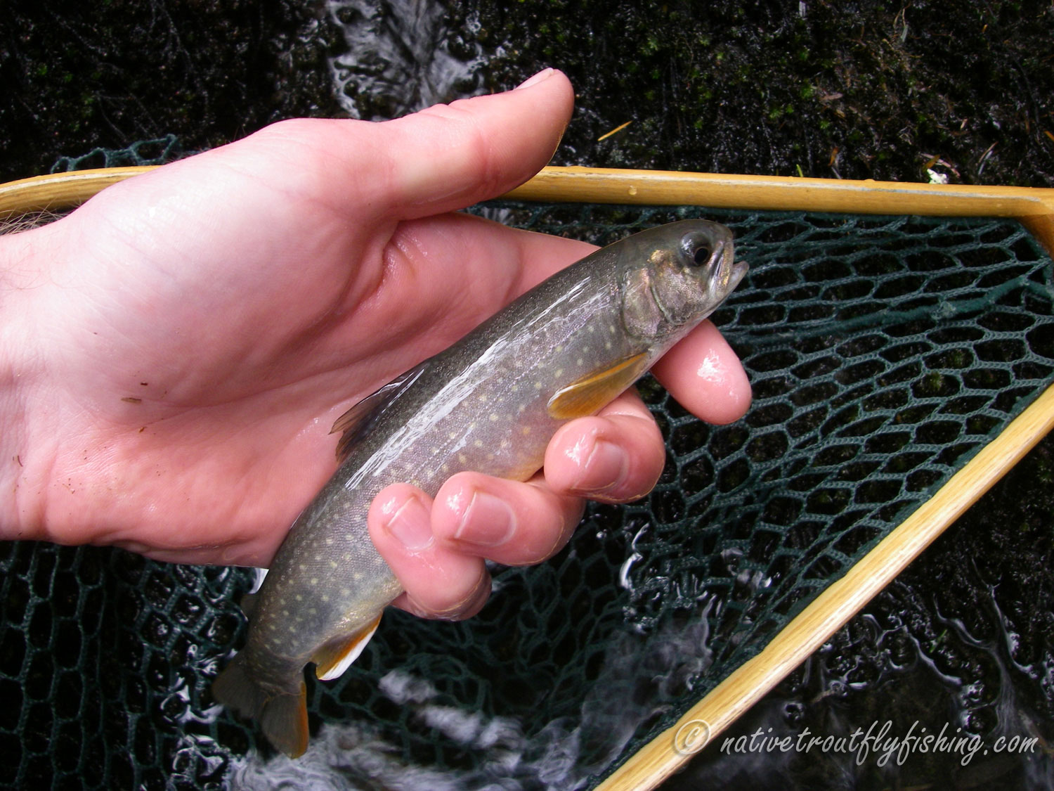Native Trout Fly Fishing Southern Dolly Varden