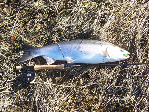 Native Trout Fly Fishing