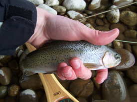 Native Trout Fly Fishing