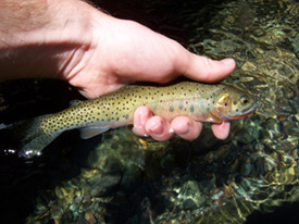 Native Trout Fly Fishing