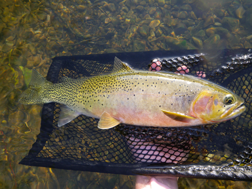 Native Trout Fly Fishing