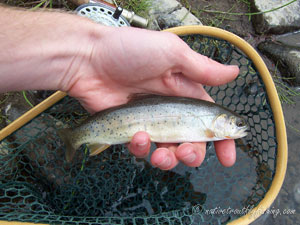 Native Trout Fly Fishing