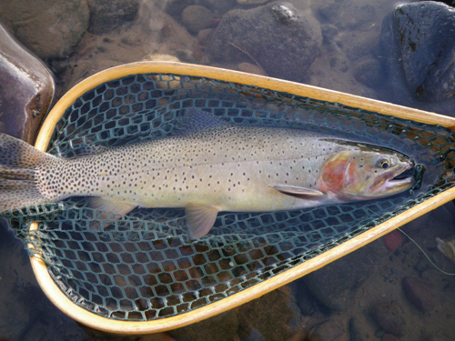 Native Trout Fly Fishing