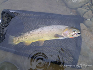 Native Trout Fly Fishing