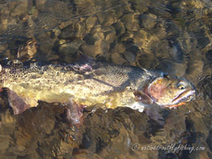 Native Trout Fly Fishing