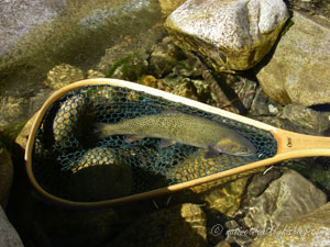 Native Trout Fly Fishing