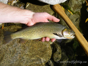 Native Trout Fly Fishing