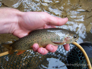 Native Trout Fly Fishing