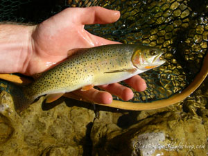 Native Trout Fly Fishing