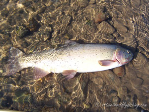 Native Trout Fly Fishing