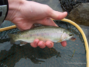 Native Trout Fly Fishing