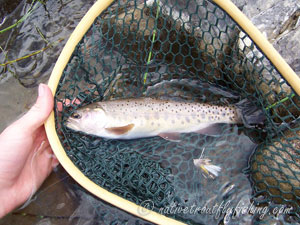 Native Trout Fly Fishing