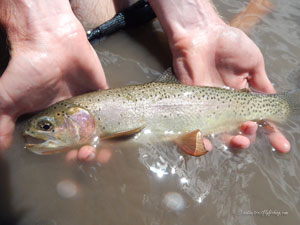 Native Trout Fly Fishing