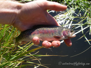 Native Trout Fly Fishing