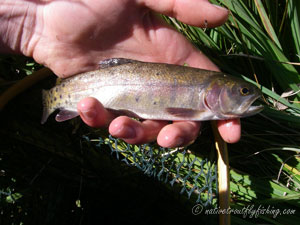 Native Trout Fly Fishing