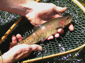 Native Trout Fly Fishing